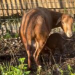 Something beautiful happened yesterday morning! Of...