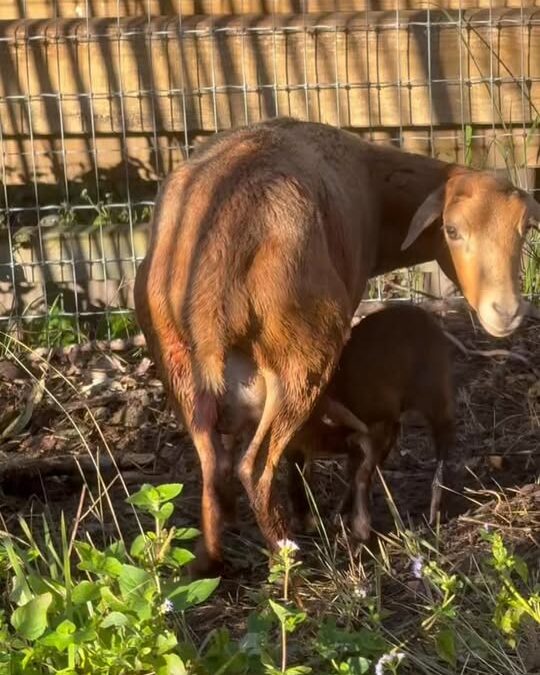 Something beautiful happened yesterday morning! Of...