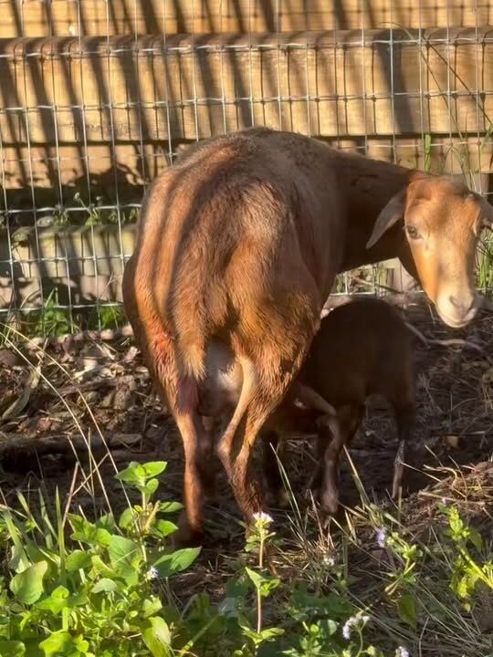 Something beautiful happened yesterday morning! Of...